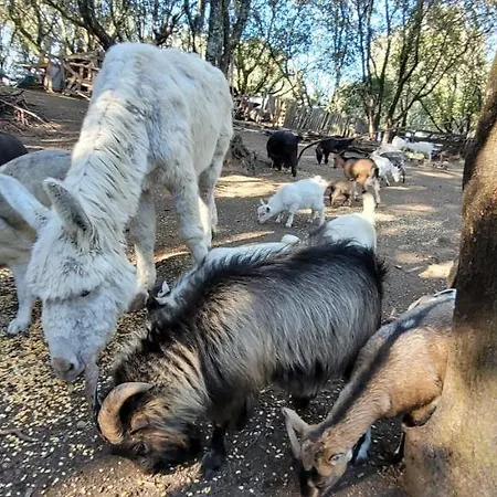 San Austinu Semesterbostad *
