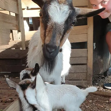 San Austinu بيت للعطل Petreto-Bicchisano