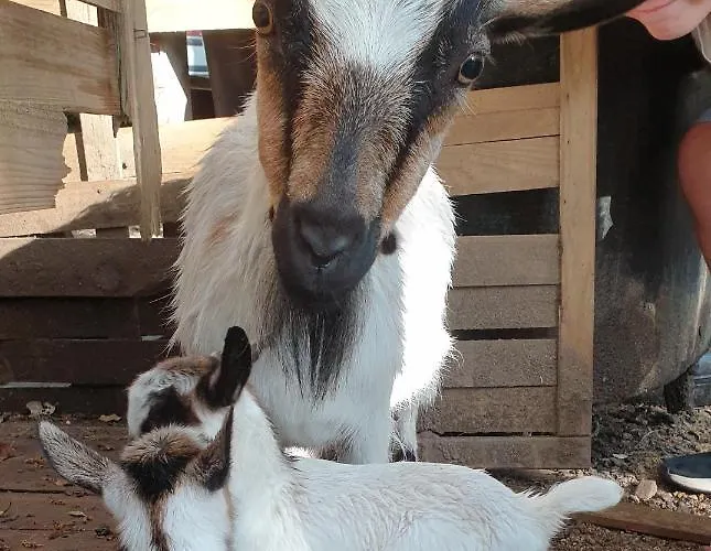 San Austinu Prázdninový dům Petreto-Bicchisano